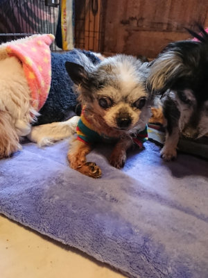 f:id:roukenhome-ann:20190411181412j:plain
