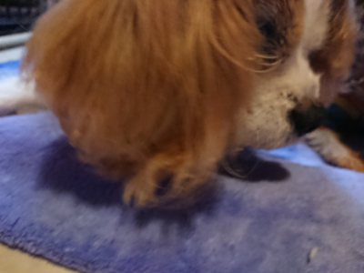 f:id:roukenhome-ann:20190411181450j:plain