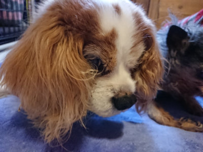f:id:roukenhome-ann:20190411181455j:plain