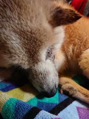 f:id:roukenhome-ann:20190411181635j:plain