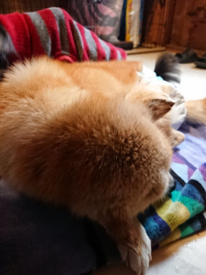 f:id:roukenhome-ann:20190411181640j:plain