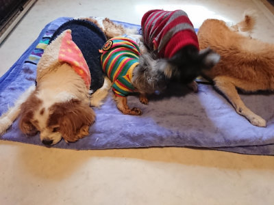 f:id:roukenhome-ann:20190411181714j:plain