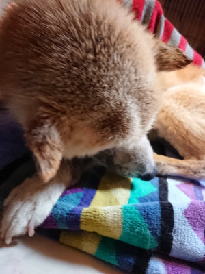 f:id:roukenhome-ann:20190411181926j:plain