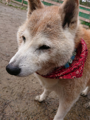 f:id:roukenhome-ann:20190411182054j:plain