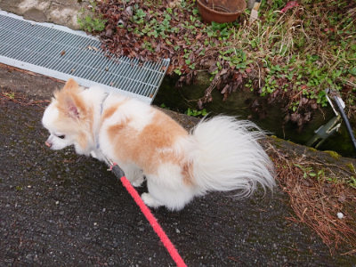 f:id:roukenhome-ann:20190411183805j:plain