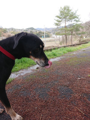 f:id:roukenhome-ann:20190411183843j:plain