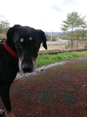 f:id:roukenhome-ann:20190411183848j:plain