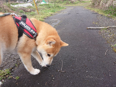 f:id:roukenhome-ann:20190411183940j:plain