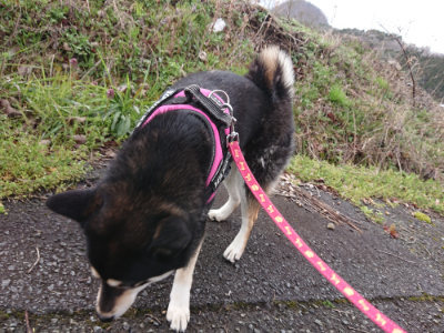 f:id:roukenhome-ann:20190411184016j:plain