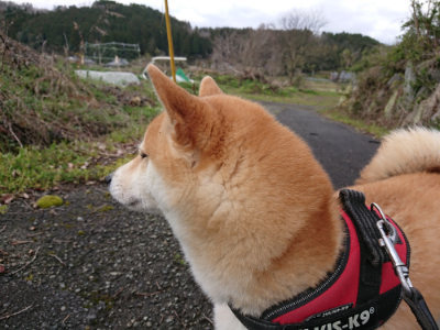 f:id:roukenhome-ann:20190411184023j:plain