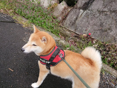 f:id:roukenhome-ann:20190411184039j:plain