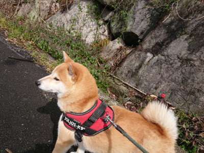 f:id:roukenhome-ann:20190411184056j:plain