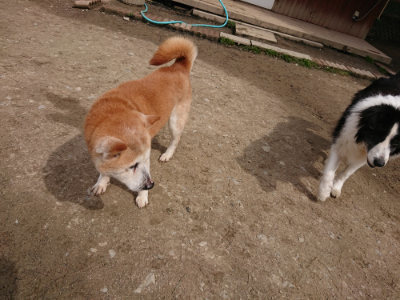 f:id:roukenhome-ann:20190412175308j:plain
