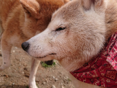 f:id:roukenhome-ann:20190412175756j:plain