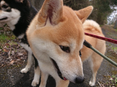 f:id:roukenhome-ann:20190412180123j:plain