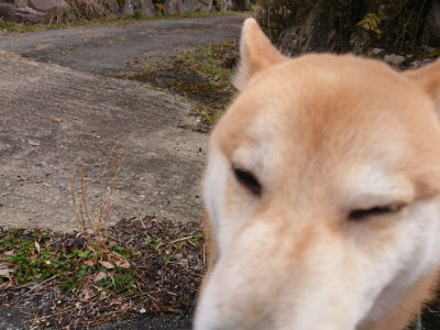 f:id:roukenhome-ann:20190412180135j:plain