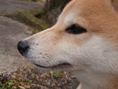 f:id:roukenhome-ann:20190412180142j:plain