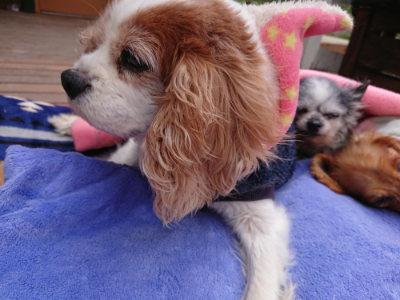 f:id:roukenhome-ann:20190412180307j:plain