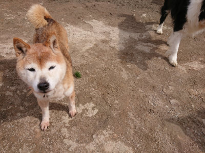 f:id:roukenhome-ann:20190412180531j:plain