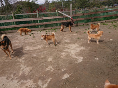 f:id:roukenhome-ann:20190412180536j:plain