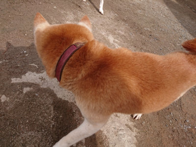 f:id:roukenhome-ann:20190412180604j:plain