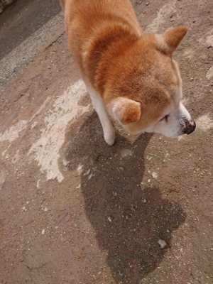 f:id:roukenhome-ann:20190412180612j:plain