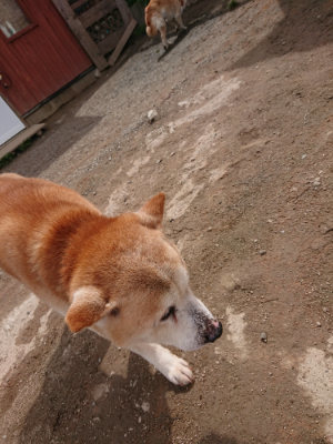 f:id:roukenhome-ann:20190412180622j:plain
