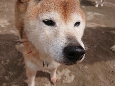f:id:roukenhome-ann:20190412180650j:plain
