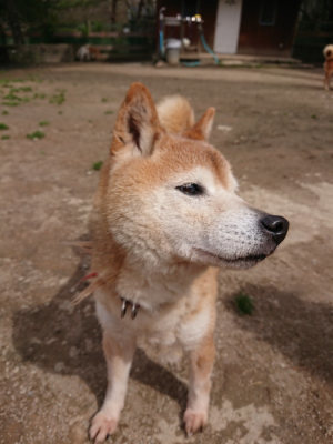 f:id:roukenhome-ann:20190412180657j:plain