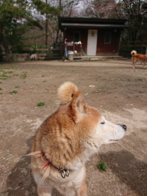 f:id:roukenhome-ann:20190412180720j:plain