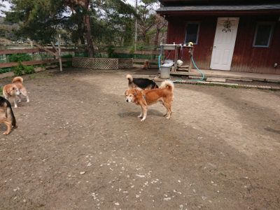 f:id:roukenhome-ann:20190412182832j:plain