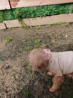 f:id:roukenhome-ann:20190412182839j:plain