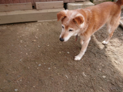 f:id:roukenhome-ann:20190412182858j:plain