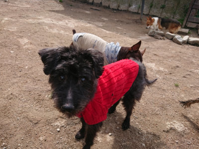 f:id:roukenhome-ann:20190412183109j:plain
