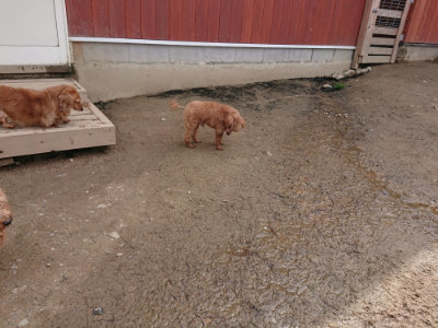 f:id:roukenhome-ann:20190412183115j:plain