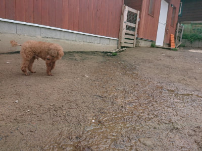 f:id:roukenhome-ann:20190412183338j:plain