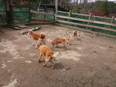 f:id:roukenhome-ann:20190412183417j:plain
