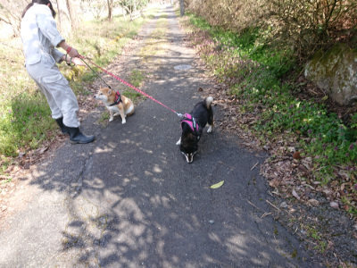 f:id:roukenhome-ann:20190414052858j:plain