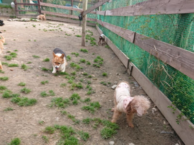 f:id:roukenhome-ann:20190414052921j:plain