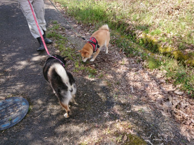f:id:roukenhome-ann:20190414052943j:plain
