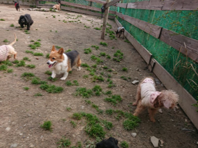 f:id:roukenhome-ann:20190414053033j:plain