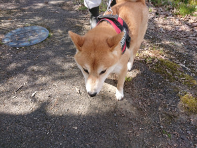 f:id:roukenhome-ann:20190414053236j:plain