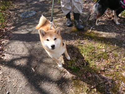 f:id:roukenhome-ann:20190414053301j:plain