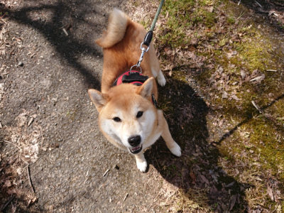 f:id:roukenhome-ann:20190414053403j:plain