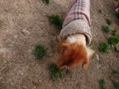 f:id:roukenhome-ann:20190414053413j:plain