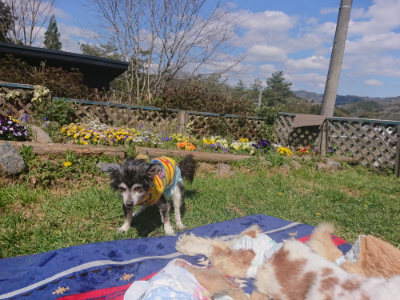 f:id:roukenhome-ann:20190414053529j:plain