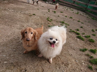 f:id:roukenhome-ann:20190414053615j:plain