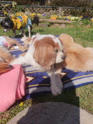f:id:roukenhome-ann:20190414053631j:plain