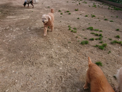 f:id:roukenhome-ann:20190414053641j:plain