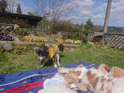 f:id:roukenhome-ann:20190414053708j:plain